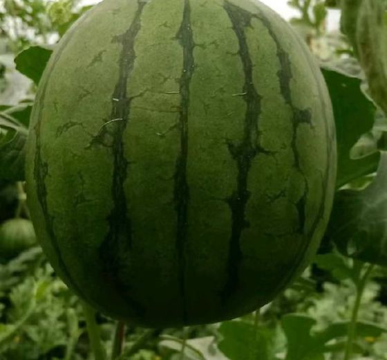 礼品西瓜价格
