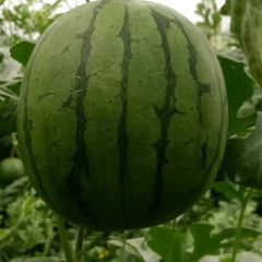 礼品西瓜,2k,冰糖子