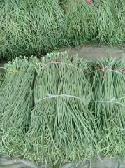 莘县董杜庄镇秋季长豆角现在大量上市