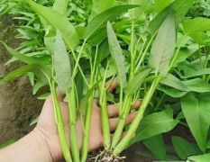 脆爽三叉空心菜大叶,茎杆半青白，茎底部有分叉