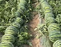 精品美都无籽西瓜有籽西瓜都有