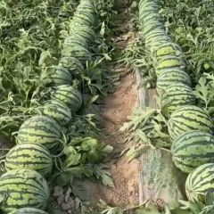 精品美都无籽西瓜有籽西瓜都有