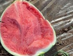 精品麒麟美都无籽西瓜
