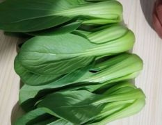 上海青（中大颗）