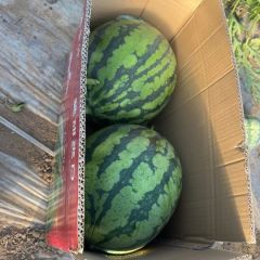 麒麟美都无籽西瓜