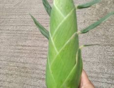 精品超标高山甜玉米（太阳花）质量输出