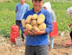 大量供应农户土豆