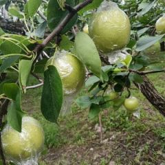 大量供应皇冠梨