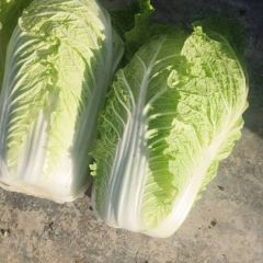 蔚县大白菜