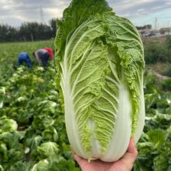 吉林万亩黄心白菜大量供应 诚信代办代发