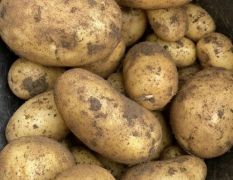 大量供应陇薯7号，淀粉含量14个点