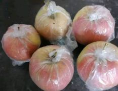 新鲜红富士，苹果大量上市，货真价实
