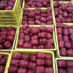 甘肃天水花牛苹果