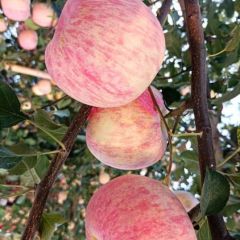 红浆军2.3—2.6元一斤