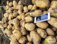 秋储土豆大量上市10.1开始