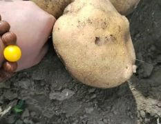 扶余延十三土豆已经大量上市，皮毛好，包面价格便宜，3两4.5包面包售