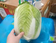 苏州市南环桥专业代销蔬菜