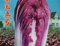 紫宝五号白菜种子