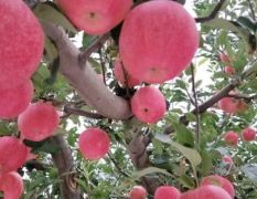 慶陽(yáng)紅富士蘋(píng)果