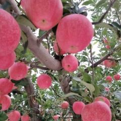 庆阳红富士苹果