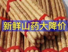 本人常年代收山药大蒜