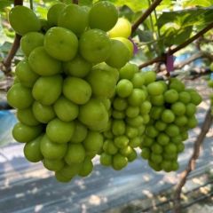 产地实力供应阳光玫瑰，规格齐全，对接市场