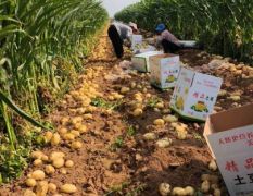 山東肥城庫存荷蘭十五土豆大量供應(yīng)