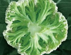 爱木青梗65天 松花菜种子