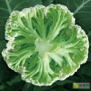 爱木青梗65天 松花菜种子