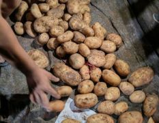 大量供黃心土豆沃土，荷蘭，V7