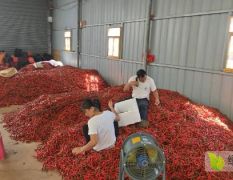 每天10吨起 需要老板联系 全国