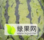 地雷瓜价格