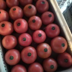 晚茬硬粉番茄大量上市