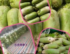 淮阳 青皮萝卜大量上市，适合发市场，入库，腌制厂，价格优惠，基地直供