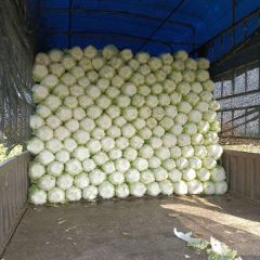 辽宁省凌海市白菜大量上市
