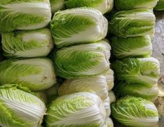 山东黄心白菜济南黄心白菜平阴黄心白菜
