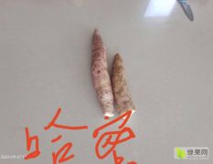 软糯香甜的红薯