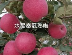 慶陽(yáng)蘋果原產(chǎn)地