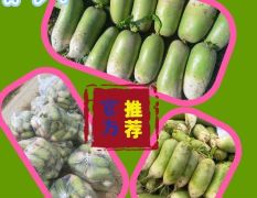 【官方推荐】淮阳青萝卜大量上市 可提供各