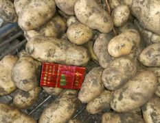 绥化兴福小贾荷兰系列诚信代办
