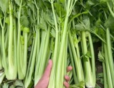 河南安阳万亩大棚芹菜种植基地，精品西芹大量供应