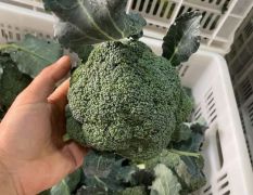 河南耐寒小米粒西兰花大量上市中