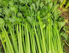 芹菜大量供应
