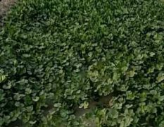 大量供应中叶香菜，