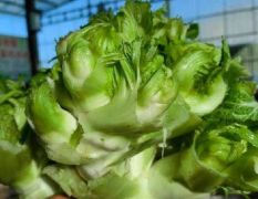 优质儿菜，娃娃菜产地