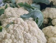 优质小米松花菜产地，一手货源，代发全国