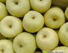 贡梨，陕西贡梨价格，冷库贡梨批发价格，纸袋砀山酥