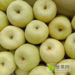 贡梨，陕西贡梨价格，冷库贡梨批发价格，纸袋砀山酥