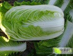 本地冷库入库现已开始，大白菜现已大量上市欢迎采购