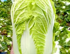 坊子黄旗堡小义和秋白菜大量上市